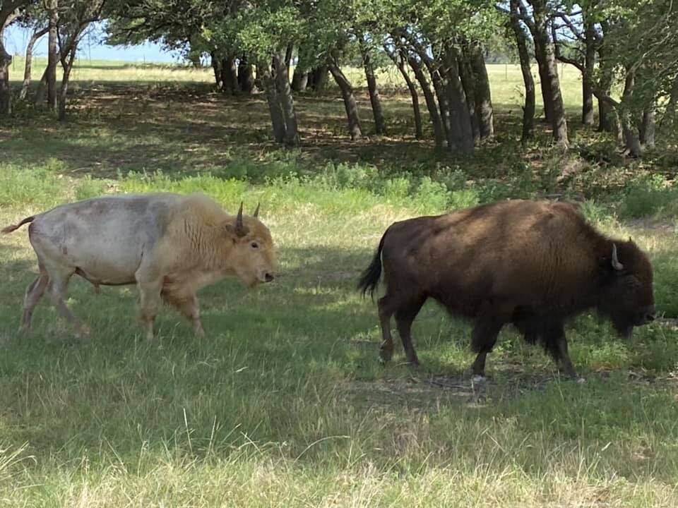 White and brown bison grazing the ranch