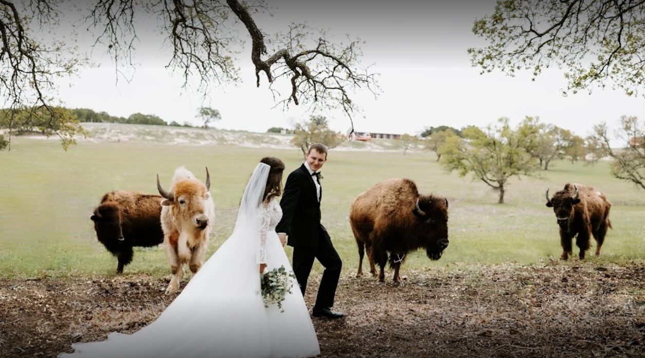 Newlyweds walking the field with bison in the background