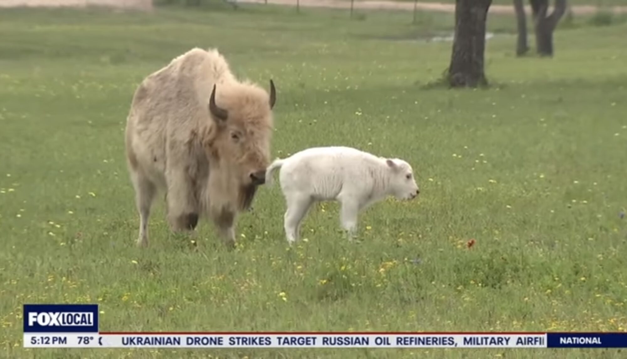 The white buffalo and her white calf